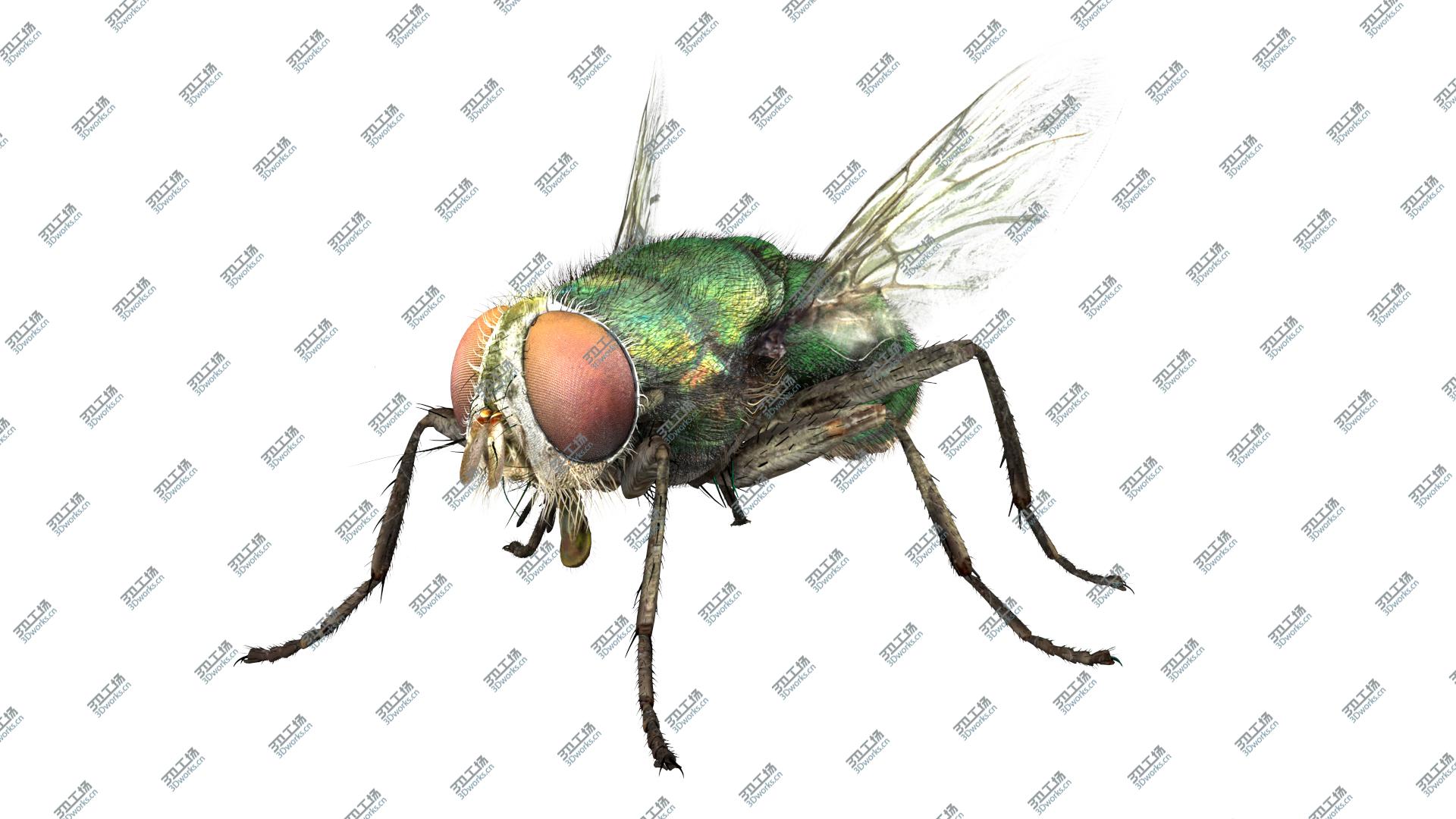 images/goods_img/2021040235/3D House Fly Bug/5.jpg